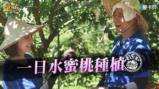 《一日系列第二百二十五集》一顆水蜜桃竟然要種五年!?邰哥...來得及嗎?? 邰哥泱泱一起種水蜜桃!! - 一日水蜜桃種植