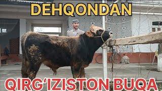 Dehqondan QIRG‘IZISTON BUQASI