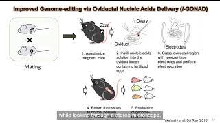 Creating genome-edited animals using i-GONAD