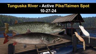 Russian Fishing 4, Tunguska River - Active Pike/Taimen Spot 10-27-24