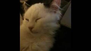 Sleeping Kitten