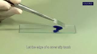 Practical 2.2 Preparation of temporary mounts and observation of animal cells