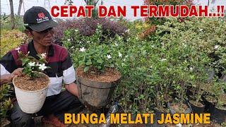 CARA MEMPERBANYAK BUNGA MELATI JASMINE !!