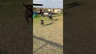 Bella and Kingston GENERAL QUARTERS INTRUDER ALERT #puppy #pitbull#pets #animals #funny #doglover