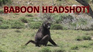 Baboon Headshot - Primate Headshot