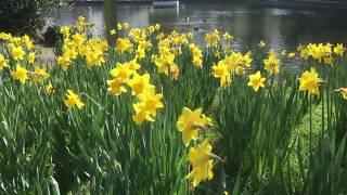 Daffodil Waltz - Springtime inspired piano