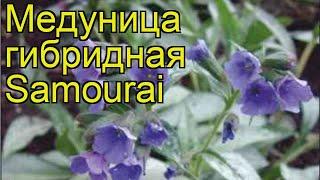 Медуница гибридная Самурай. Краткий обзор, описание характеристик pulmonaria hybridum Samourai