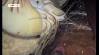 Living prehistoric animals | Video of the day