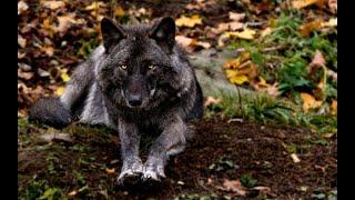 Alaskan Black Wolf Stalked This Photographer — What Happened Next Will Blow Your Mind