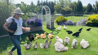 Organic Chicken Raising Strategies: Chicks To Layers. Garden Harvest-Find Peace in Nature