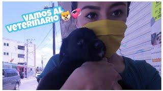 LLEVO A CACHORRO AL VETERINARIO RESCATANDO ANGELES