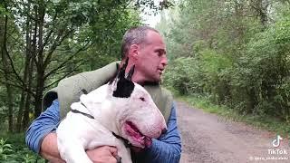 Bullterrier agresivo