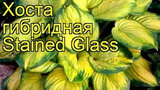 Хоста гибридная Стейнд гласс. Краткий обзор, описание характеристик hosta hybrida Stained Glass