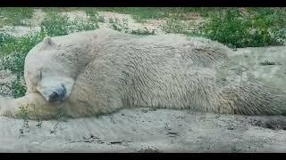 Спят усталые мишутки в Ростовском зоопарке....Polar bears are sleeping in the Rostov Zoo.