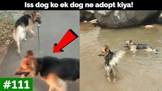 Iss dog ko ek dog ne adopt kiya | Peepal Farm Update #111