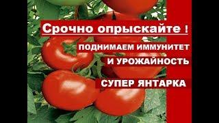 Янтарная Кислота для огородаСрочно опрыскайте ПОМИДОРЫ В ИЮЛЕ ДЛЯ  ИММУНИТЕТА И УВЕЛИЧЕНИЯ УРОЖАЯ