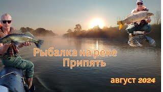 Рыбалка на Реке Припять от Петрикова до Мозыря в августе. Ловля окуня, судака, щуки,жереха и сазана