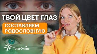 В кого у тебя такой ЦВЕТ ГЛАЗ | Биология | TutorOnline