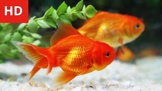 Beauty of Goldfish - HD 1080p