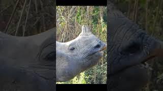 Rhino Mating Behavior