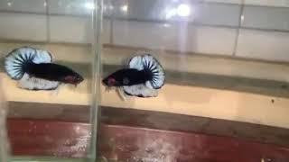 Butterfly chuẩn bị phá đảo betta giống mới sưu tầm