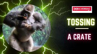 Silverback Showdown: Watch a Mighty Gorilla Tossing a Crate!