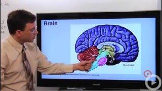 Nervous System