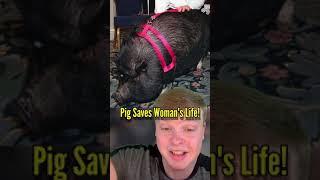 THIS PIG SAVED A WOMAN’S LIFE! 