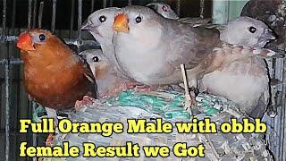 Full Orange Male Paired up with Obbb Female See The Result