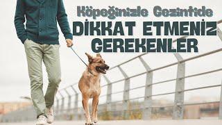 Köpeğinizle Gezintide Dikkat Etmeniz Gerekenler