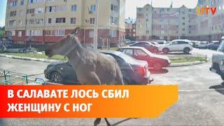 В Башкирии забежавший в город лось сбил женщину с ног