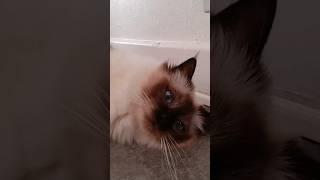 Sacred Birman feeding kitten gazing