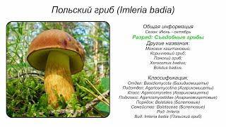 Польский гриб (Imleria badia)