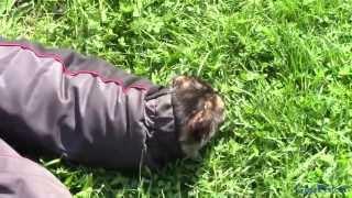 The cat comes out of the sleeve. A joke with a cat. Very funny