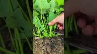 The process of cutting yam leaves with scissors