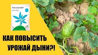 Как увеличить урожай дыни?!