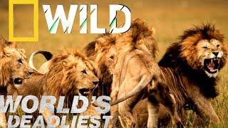 Animal Strongest Big Cats in Brutal Battles | Mehrab Wildlife