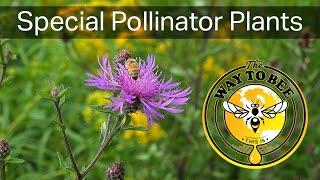 Pollinator Plants for Bees and other pollinators, nectar and pollen resources, northern climates.