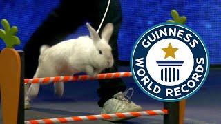 Rabbit breaks WORLD JUMPING RECORD on TV! | Guinness World Records