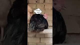 Backyard Chickens Jokes | Funny chicken video #homesteading #homestead #funny