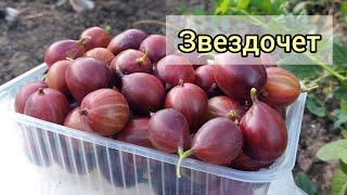 Крыжовник Звездочёт - огромный и самый ранний