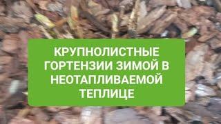 Как зимуют мои крупнолистные гортензии в горшках в неотапливаемой теплице.