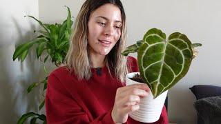 Houseplant Care Vlog & Updates