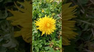 Beautiful yellow flower #groundflower #yellow #iloveflowers