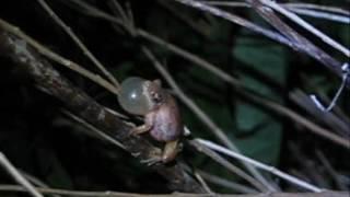 Calling Spring Peeper