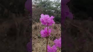영변 약산 진달래~~꽃