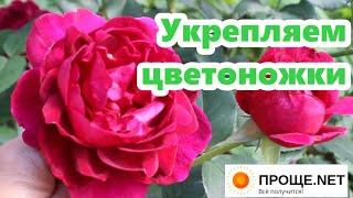 Розы Остина для начинающих"Спецкоктейль" для остинок. Удобрения Валагро в моей садовой кухне.