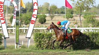 7th Race The Nero's Dream Cup Distance 1100 Meters Winner Farhan King ( Pakistan Horse Racing )