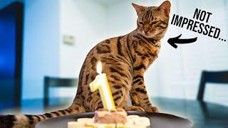 We Forgot our BENGAL CATS FIRST BIRTHDAY...Now she HATES US! Weekly Vlog