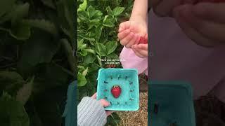 VISIT A U-PICK FARM NEAR YOU 